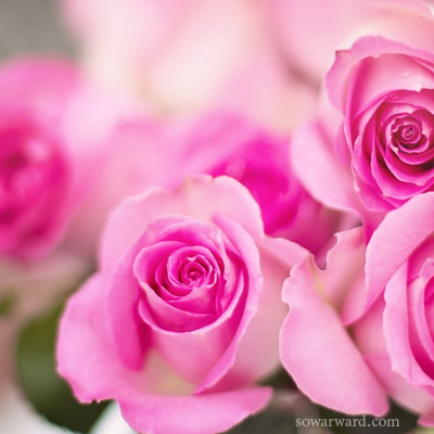 خلفيات بروفايل ورود - صور ورد وزهور Rose Flower images